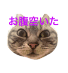 ぽけしんです（個別スタンプ：7）