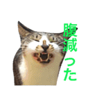 ぽけしんです（個別スタンプ：8）