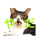 ぽけしんです（個別スタンプ：10）