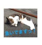ぽけしんです（個別スタンプ：11）