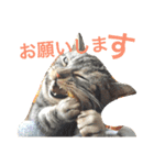 ぽけしんです（個別スタンプ：13）