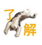 ぽけしんです（個別スタンプ：16）