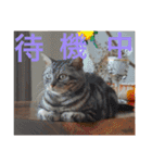 ぽけしんです（個別スタンプ：19）
