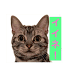 ぽけしんです（個別スタンプ：20）