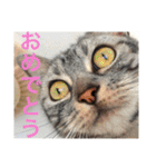 ぽけしんです（個別スタンプ：24）
