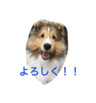 Yoroshiku！（個別スタンプ：2）