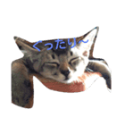 猫田一家（個別スタンプ：1）