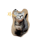 猫田一家（個別スタンプ：2）