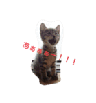 猫田一家（個別スタンプ：4）