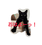 猫田一家（個別スタンプ：6）