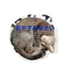 猫田一家（個別スタンプ：7）