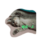 猫田一家（個別スタンプ：8）