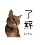 miaemon2（個別スタンプ：1）