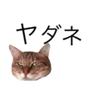 miaemon2（個別スタンプ：2）