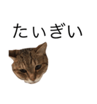 miaemon2（個別スタンプ：6）