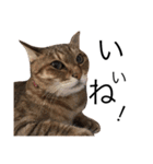 miaemon2（個別スタンプ：7）