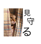 miaemon2（個別スタンプ：22）