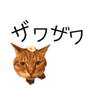 miaemon2（個別スタンプ：24）