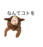 miaemon2（個別スタンプ：34）