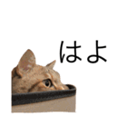 miaemon2（個別スタンプ：36）