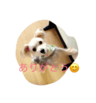 メイちゃんのワンコスタンプ 2（個別スタンプ：1）