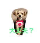 メイちゃんのワンコスタンプ 2（個別スタンプ：3）