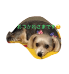 メイちゃんのワンコスタンプ 2（個別スタンプ：5）