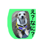 メイちゃんのわんこスタンプ3（個別スタンプ：2）