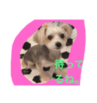 メイちゃんのわんこスタンプ3（個別スタンプ：3）