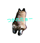 うちのコーギーななさん（個別スタンプ：5）
