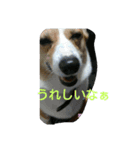 うちのコーギーななさん（個別スタンプ：6）