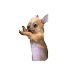 dog genjirou（個別スタンプ：1）