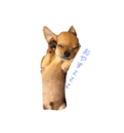 dog genjirou（個別スタンプ：4）