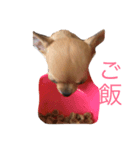 dog genjirou（個別スタンプ：8）