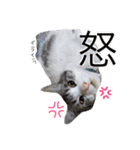 みすの日常。（個別スタンプ：5）