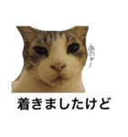 みすの日常。（個別スタンプ：13）