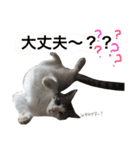 みすの日常。（個別スタンプ：15）