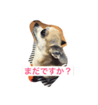 とろろのまったりlife（個別スタンプ：4）