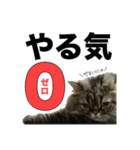 ウチんちの猫（個別スタンプ：1）