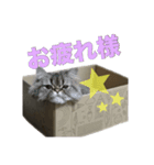 ウチんちの猫（個別スタンプ：5）