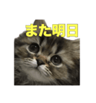 ウチんちの猫（個別スタンプ：8）