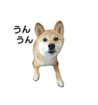 柴犬みりん（個別スタンプ：1）