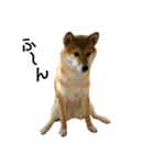 柴犬みりん（個別スタンプ：2）