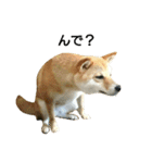 柴犬みりん（個別スタンプ：3）