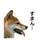 柴犬みりん（個別スタンプ：4）
