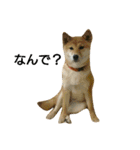 柴犬みりん（個別スタンプ：5）