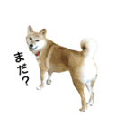 柴犬みりん（個別スタンプ：7）