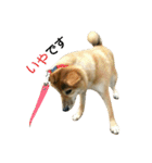 柴犬みりん（個別スタンプ：10）