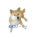 柴犬みりん（個別スタンプ：11）