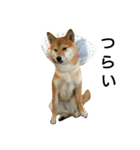 柴犬みりん（個別スタンプ：12）